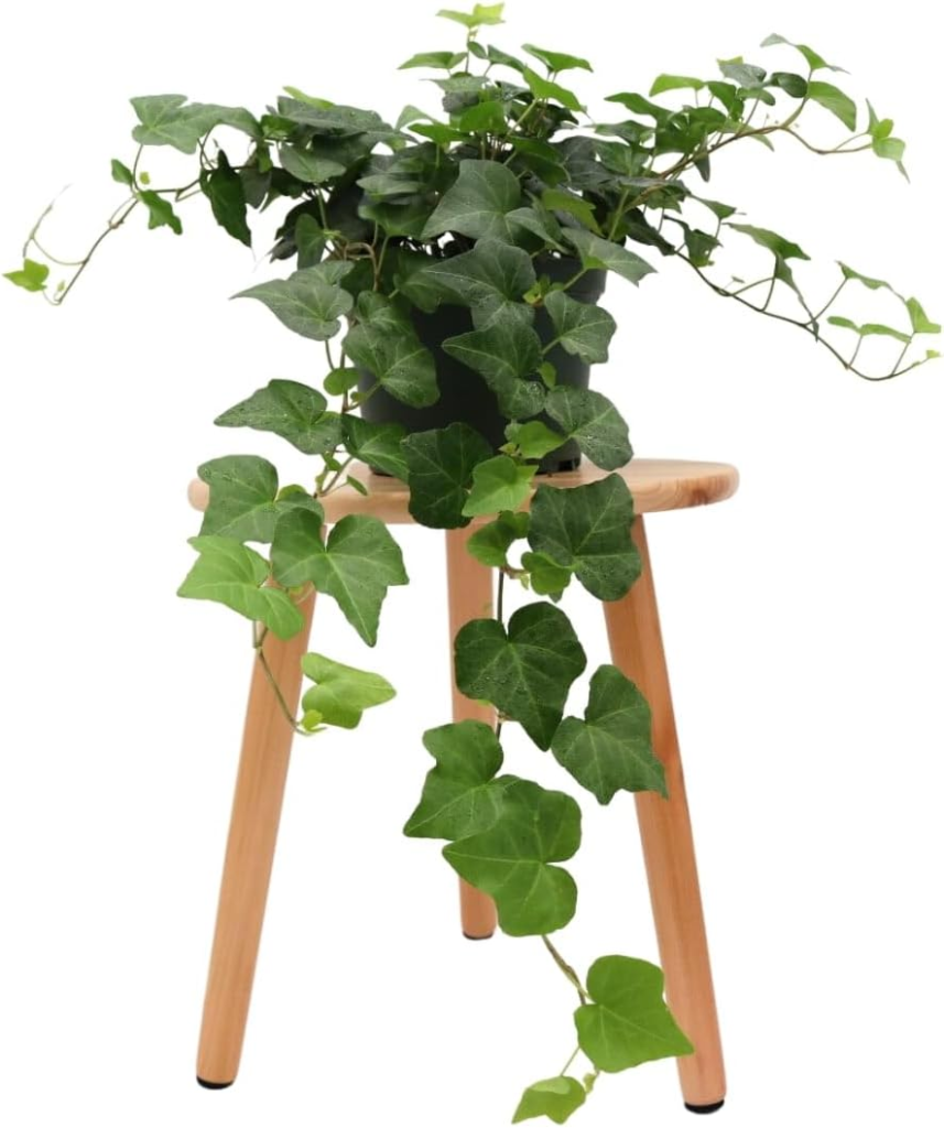 Live Plants